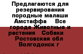 Предлагаются для резервирования породные малаши Амстаффа  - Все города Животные и растения » Собаки   . Ростовская обл.,Волгодонск г.